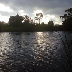 Taufiq Ahmed picture